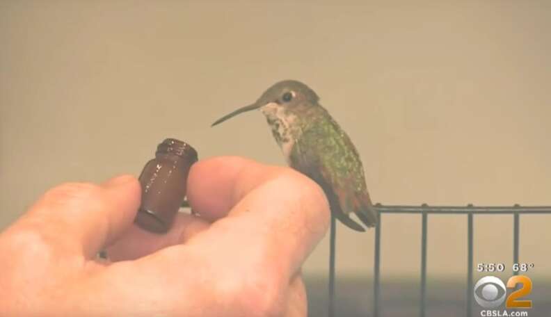 Pet hummingbird outlet