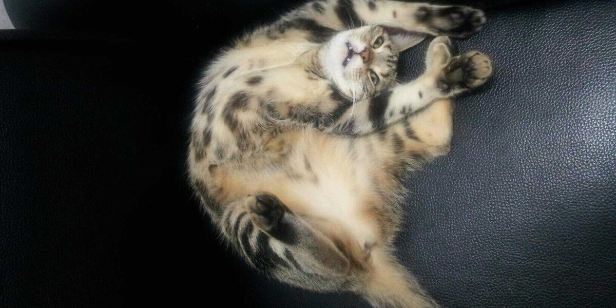 Timid Cat Position 11 Cats Who Are Getting Comfy In Bizarre Positions - The Dodo