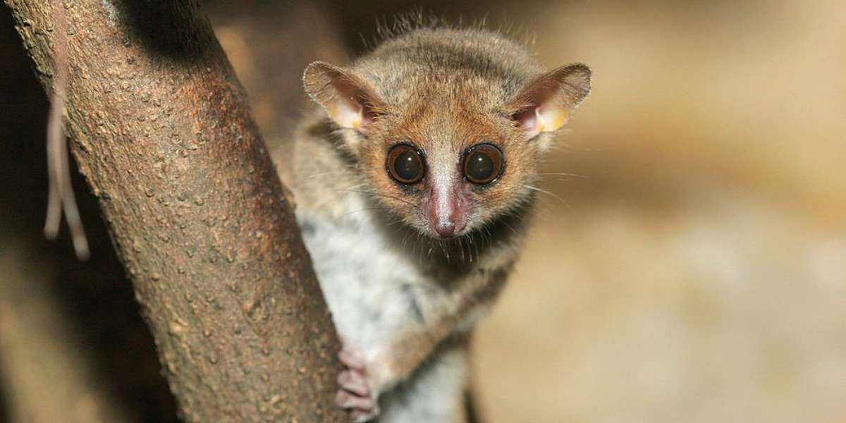 baby pygmy mouse lemur