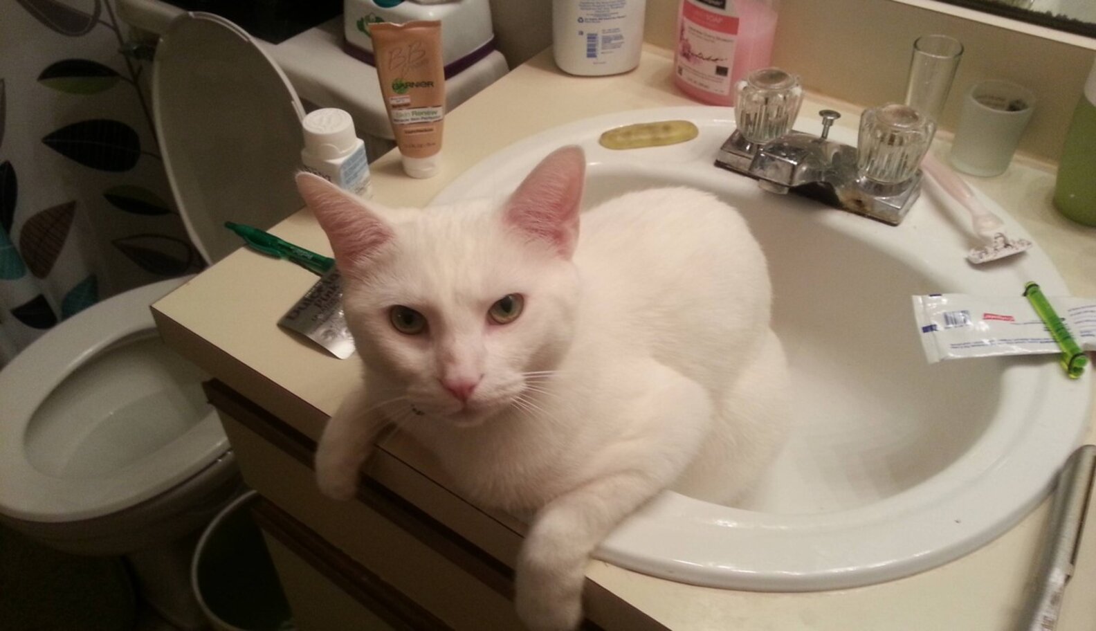 Cats Who Just Wish You Would KNOCK First The Dodo