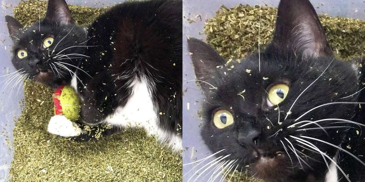 Stoner Cat Finds Pound Of Catnip, Has NO Idea What's Going On - The Dodo