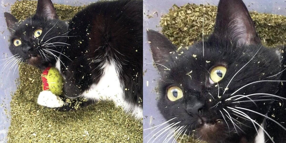 Stoner Cat Finds Pound Of Catnip Has NO Idea What s Going On The Dodo stoner-cat-finds-pound-of-catnip-has-no-idea-what-s-going-on-the-dodo
