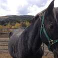 Horse Rescue Story- Chyenne