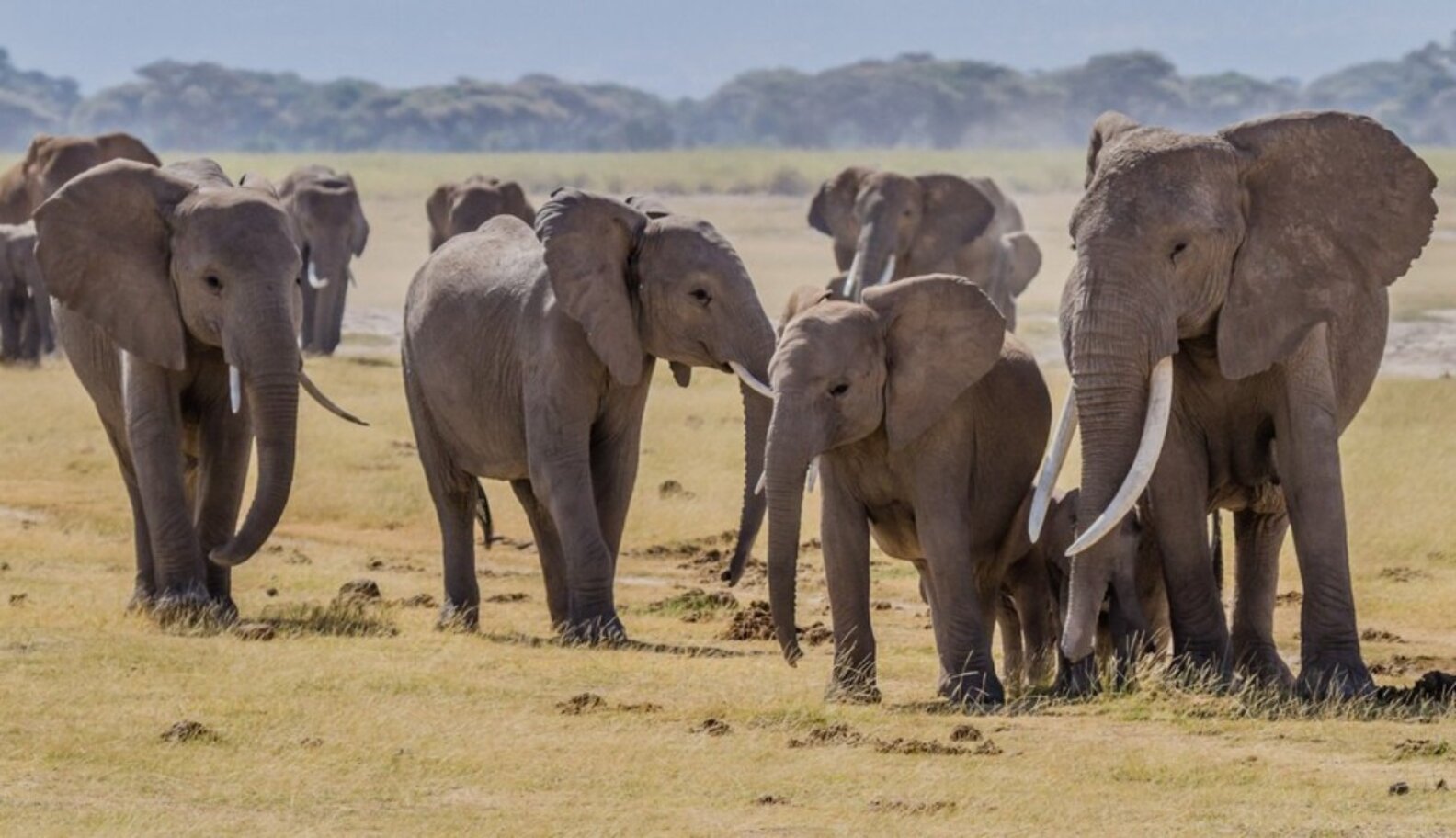 Why Riding Elephants Is Bad For Animals And Bad For Business The Dodo