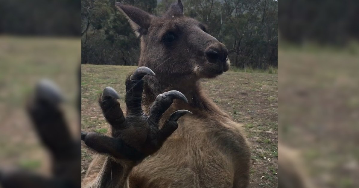 Scary Kangaroo Wins Halloween - The Dodo