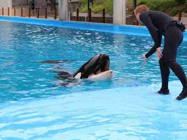 Another Orca Gets Beaten Up At SeaWorld - The Dodo
