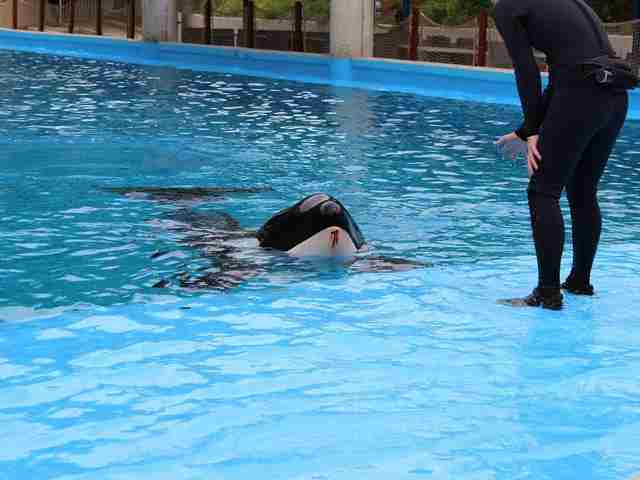 Another Orca Gets Beaten Up At SeaWorld - The Dodo