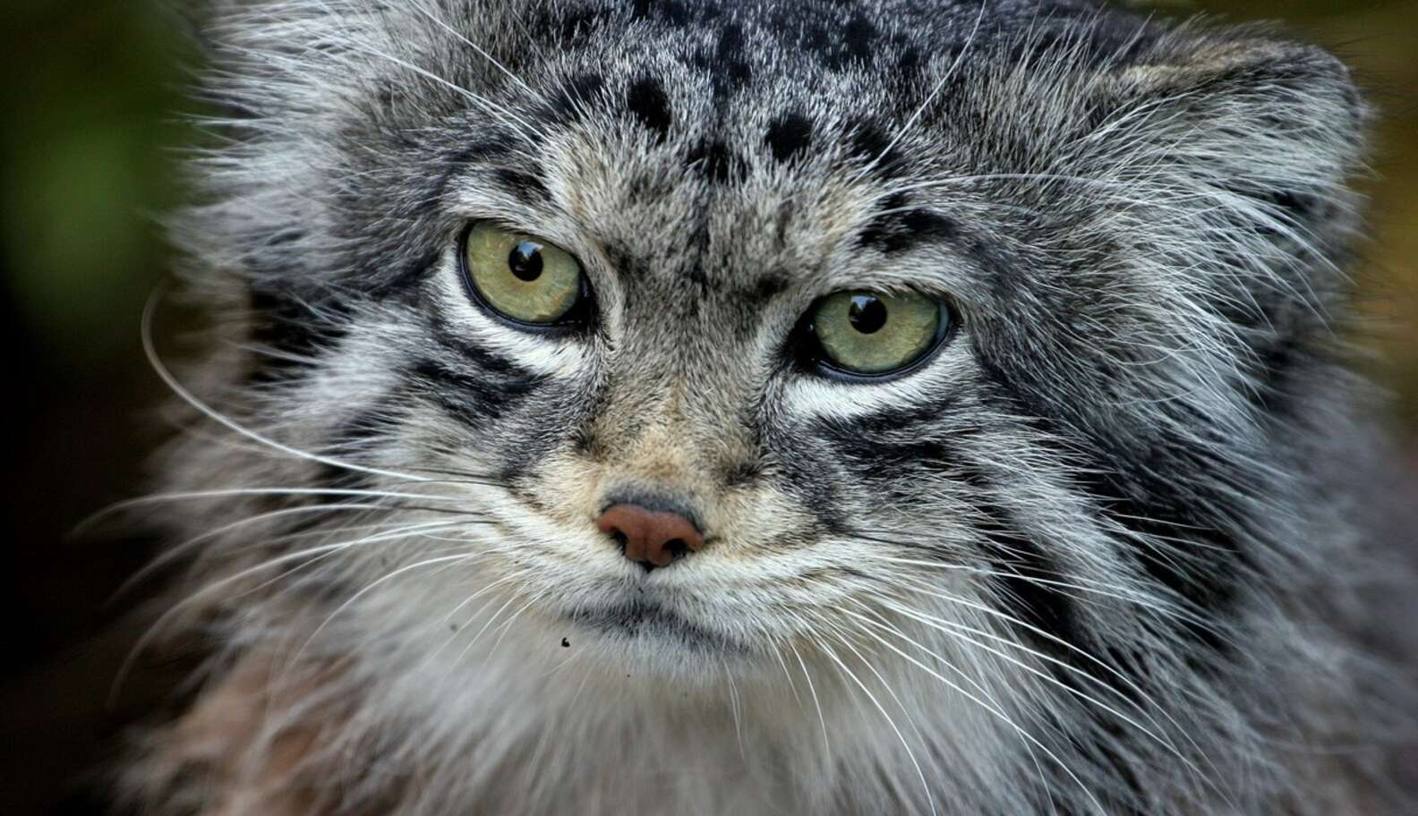 Majestic New Cat Species Discovered In Nepal The Dodo