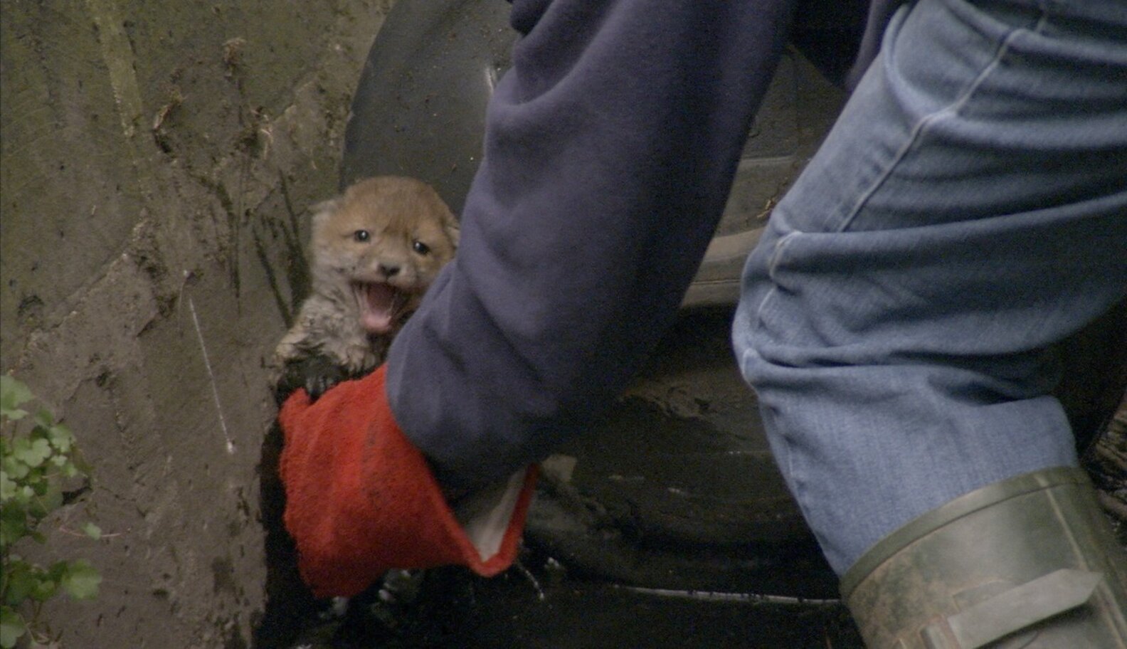 Fox Cubs' Tiny Cries Result In Muddy, Adorable Rescue - The Dodo