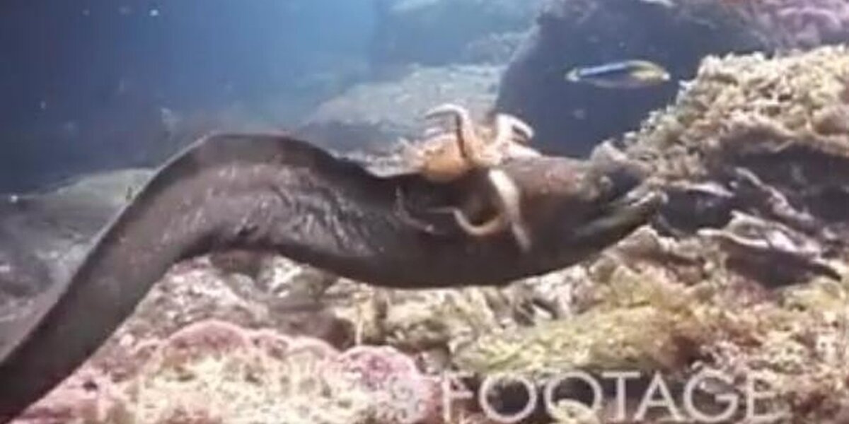 Octopus Refuses To Be Eaten By Eel, Decides To Ride Him Instead - The Dodo