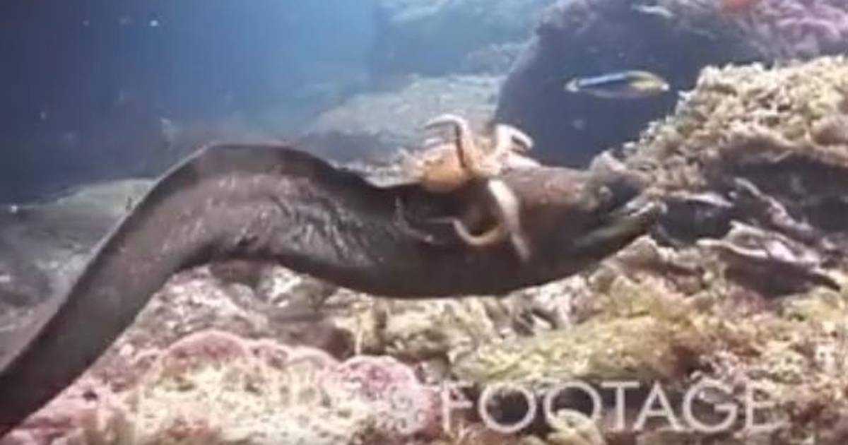 giant eel eats dog