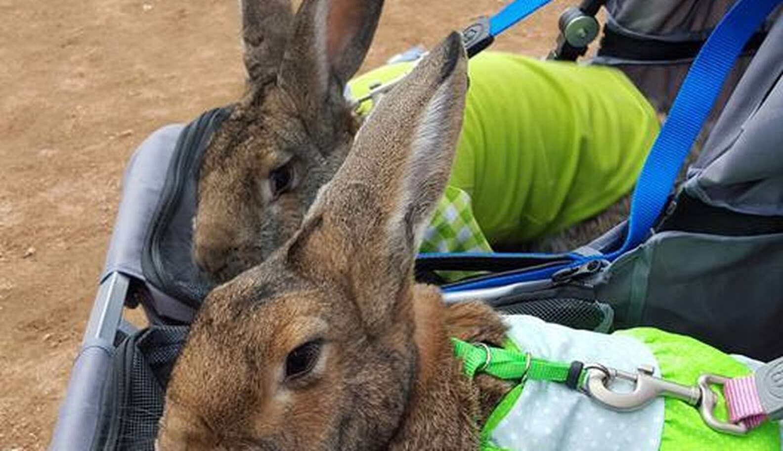 Rabbits In Tiny Sweaters Are The Perfect Therapy Animals - The Dodo