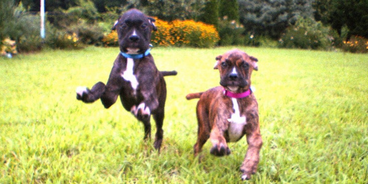 QUIZ What Kind Of Pet Is Right For You? The Dodo