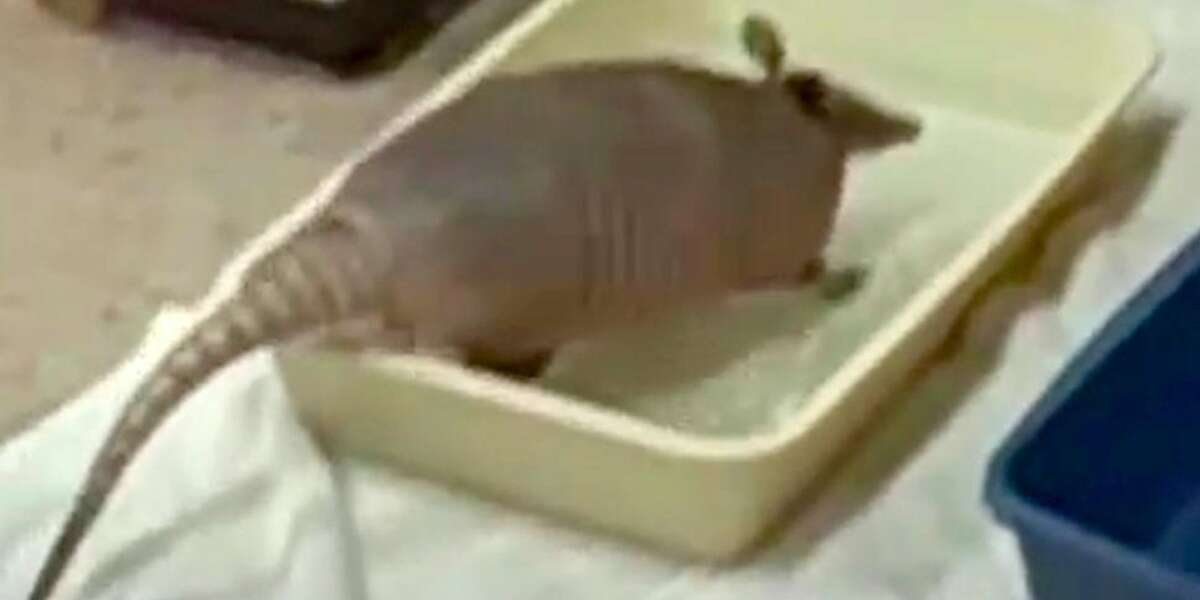 Armadillo Loves Splashing Around In His Little Bathtub - The Dodo