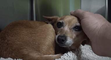 Homeless three-legged dog rescued