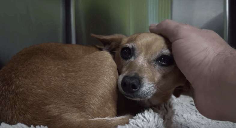Homeless three-legged dog rescued