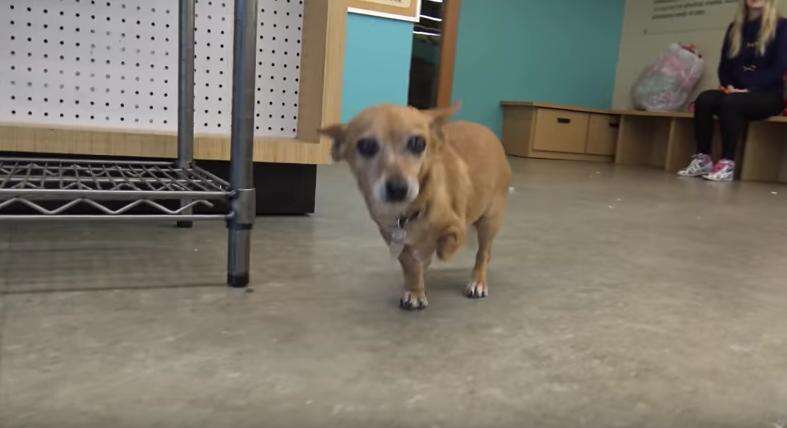 Homeless three-legged dog rescued 
