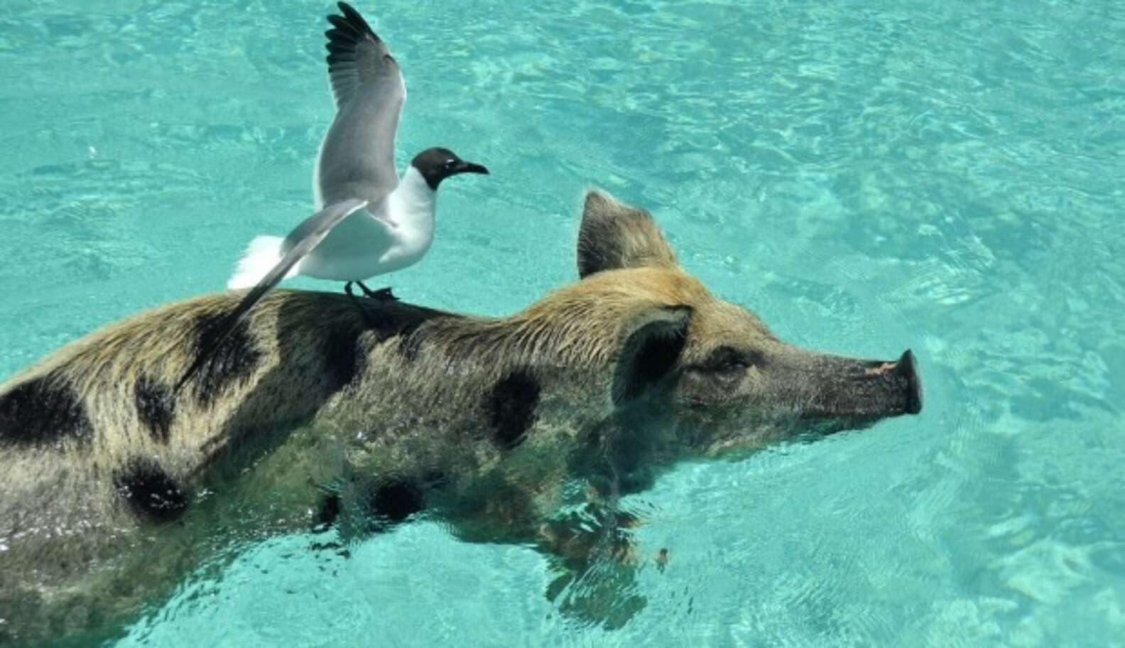 Остров водоплавающих свиней