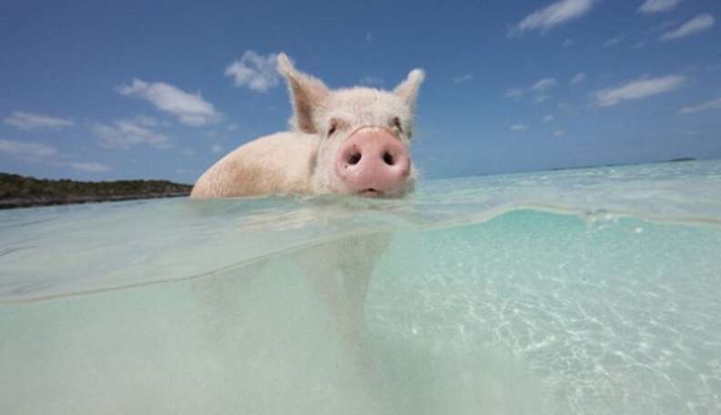 There Exists A Glorious Island Where Pigs And Humans Swim Together In 