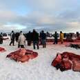 IMMCS and GCG Campaign Against Alaskan Whaling