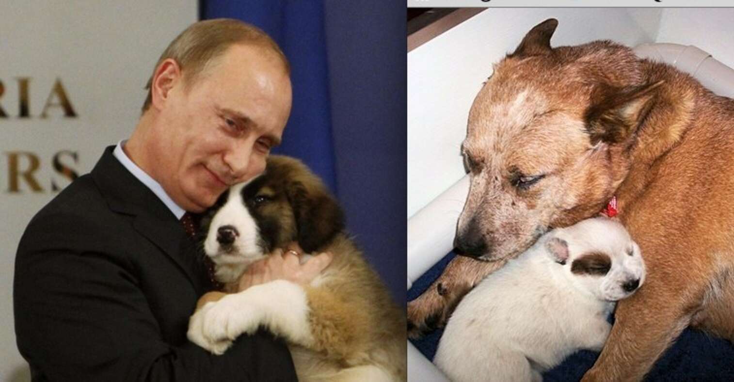 Домашние питомцы Путина
