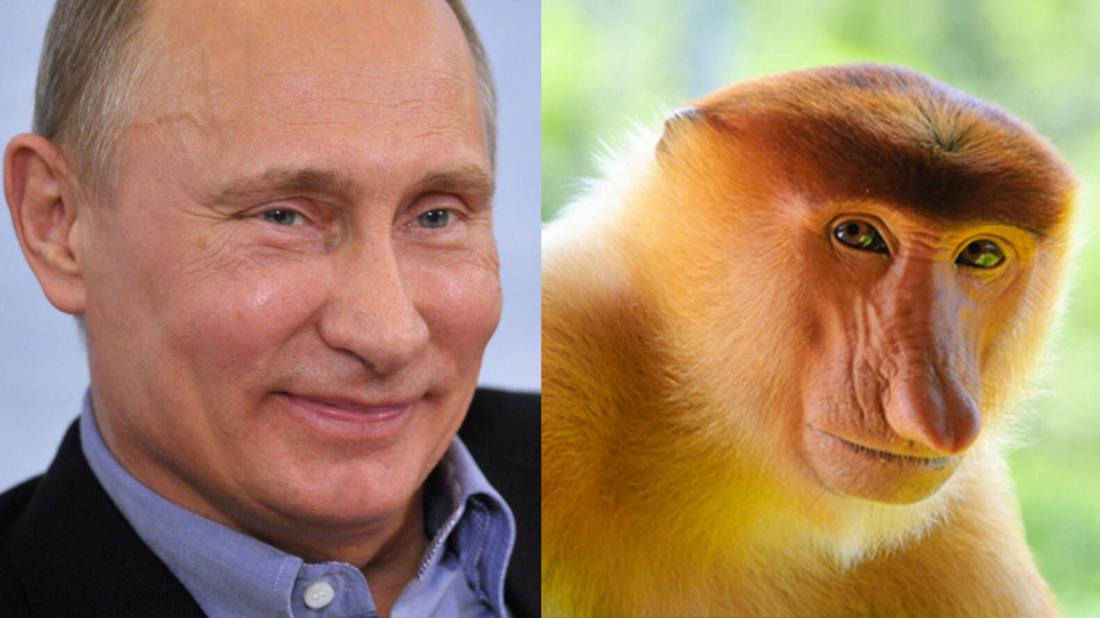 Путин животное