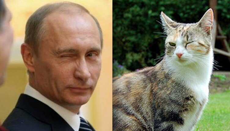 9 Animals Who Are Not Actually Vladimir Putin - The Dodo