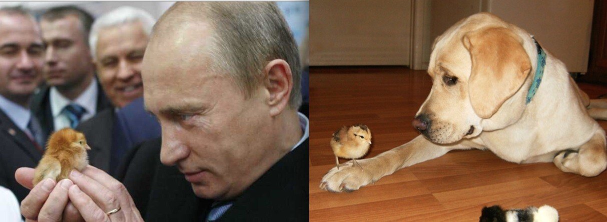 9 Animals Who Are Not Actually Vladimir Putin - The Dodo