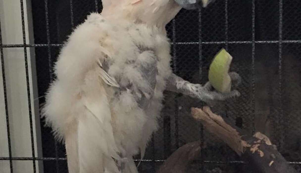 Parrot Raging Parrot Was So Traumatized, He Screamed When People Came Near Him - The Dodo