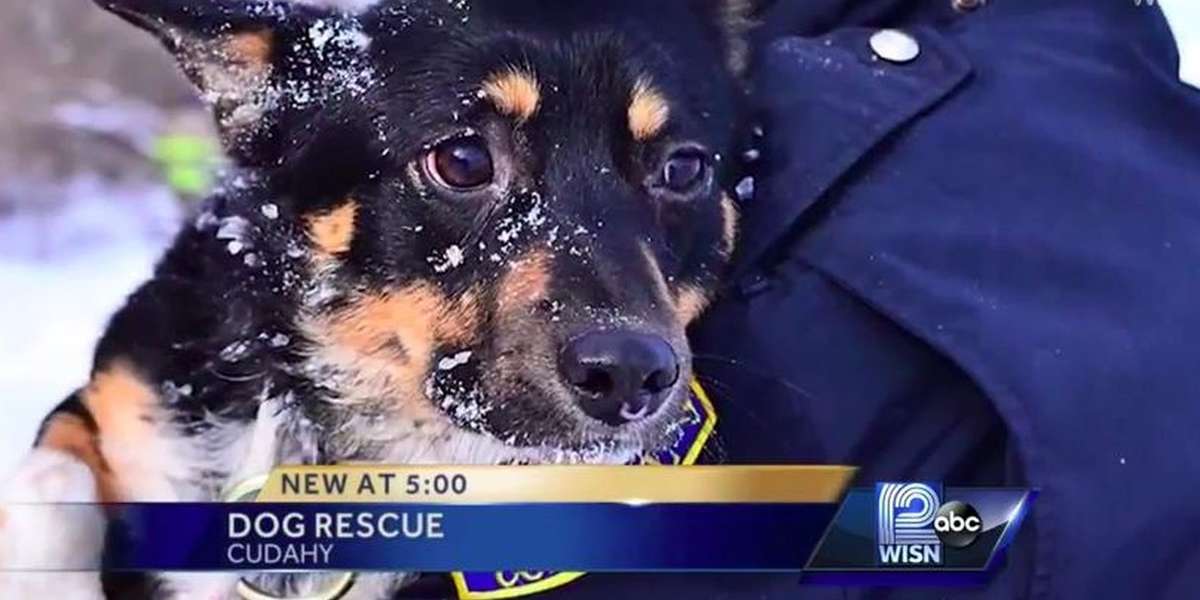 Stranded Pup Is Saved After 4Hour Rescue On Frozen Lake Michigan The