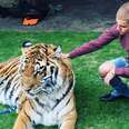 Tigers Don't Belong At Parties With Justin Bieber