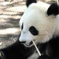 ​Forced Motherhood: The Tragic Story Of Tian Tian, The Giant Panda
