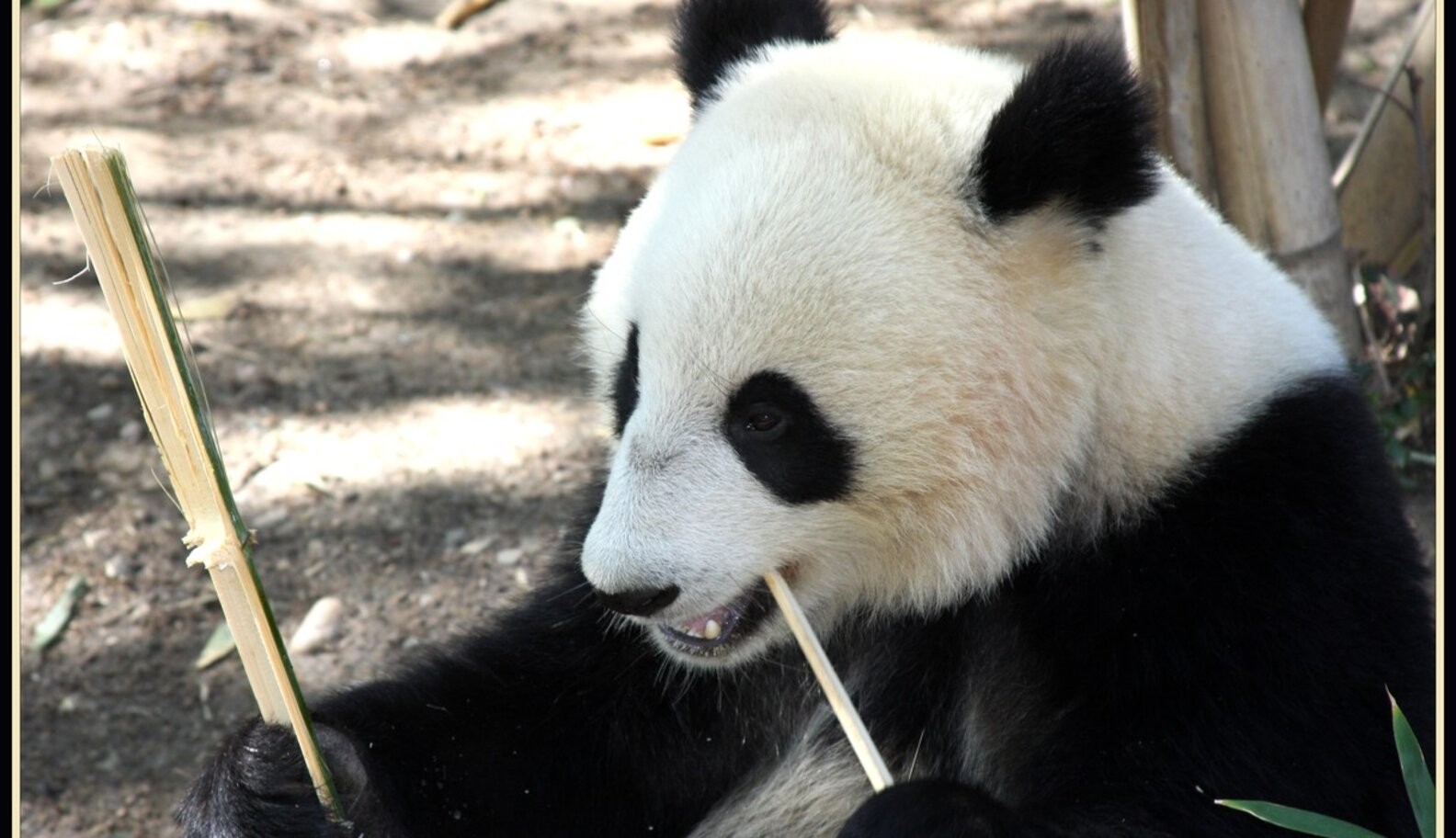 Forced Motherhood: The Tragic Story Of Tian Tian, The Giant Panda - The ...