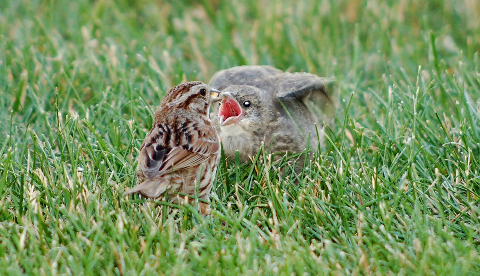 So Generous! Meet 7 Animals Who Love Giving Gifts - The Dodo