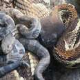 We Need To Shut Down Kentucky Snake Slayers