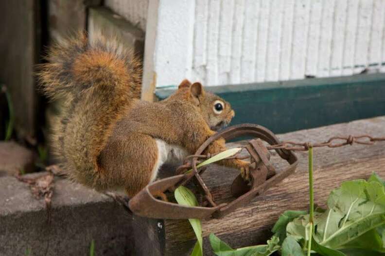 SIGN: Ban Cruel Steel-Jaw Animal Traps From Crossing State Lines