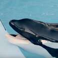 Ex Trainers Say SeaWorld's Lying About Tilikum's Health