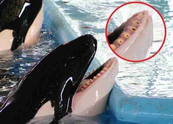 Ex Trainers Say SeaWorld's Lying About Tilikum's Health - The Dodo