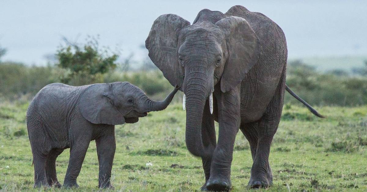 baby and mom african elephants