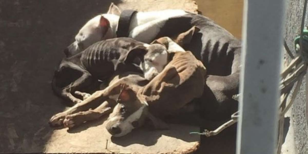 The Heartbreaking Photo That Saved 9 Emaciated Dogs - The Dodo