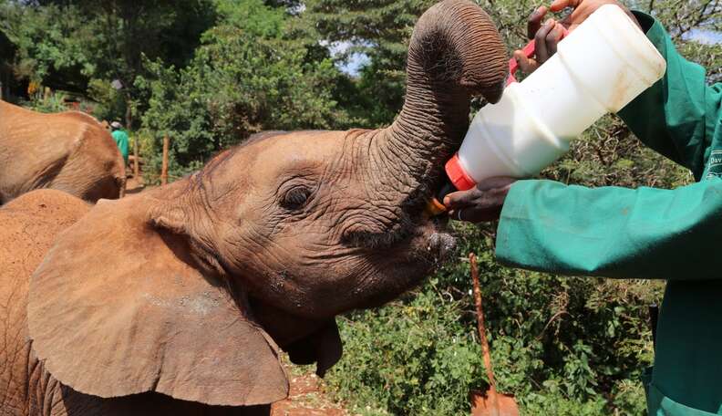 Baby Elephant Is Being Raised By People Because Poachers Killed Her Mom ...