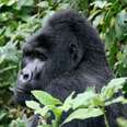 Standing Next To A Silverback