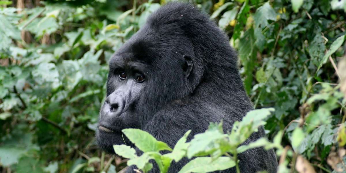 Standing Next To A Silverback - The Dodo