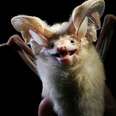 12 Bats Who Refuse To Be Terrifying