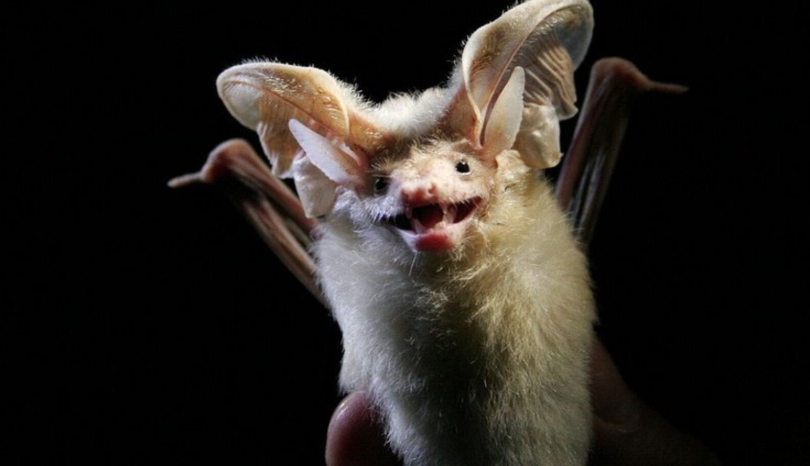 12 Bats Who Refuse To Be Terrifying The Dodo
