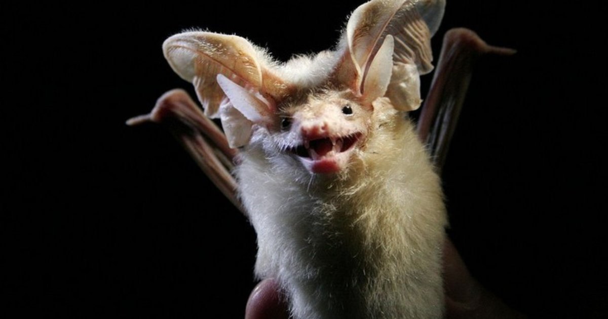 12 Bats Who Refuse To Be Terrifying - The Dodo