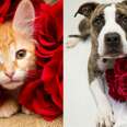 14 Photos That Prove A Shelter Pet Might Be The One For You