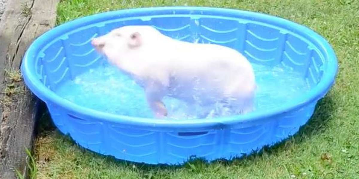 Baby Pig Gets New Pool And Has Cutest Little Freakout The Dodo