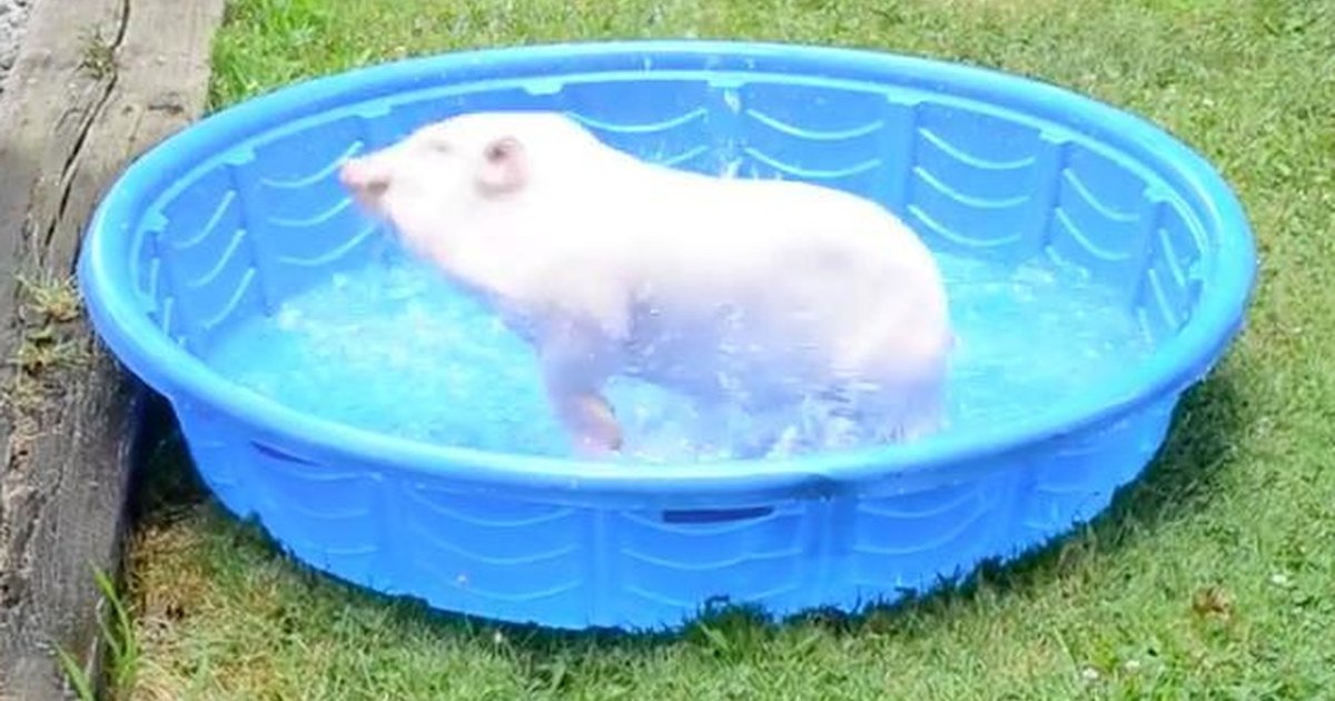 Baby Pig Gets New Pool And Has Cutest Little Freakout The Dodo