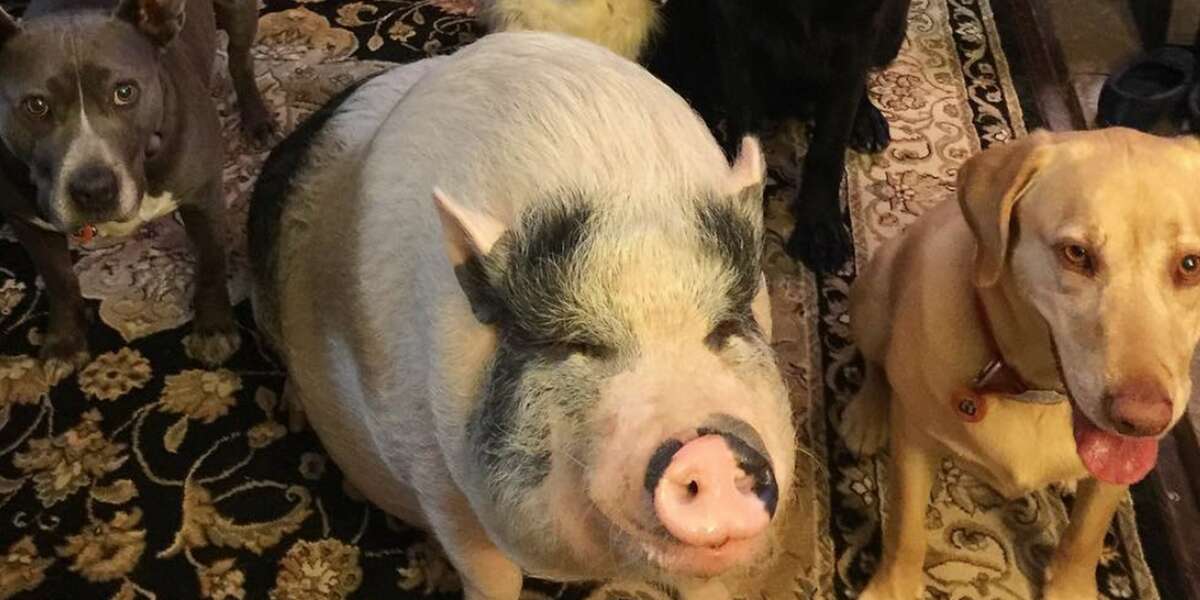 Pig Does Everything With His Five Dog Brothers - The Dodo